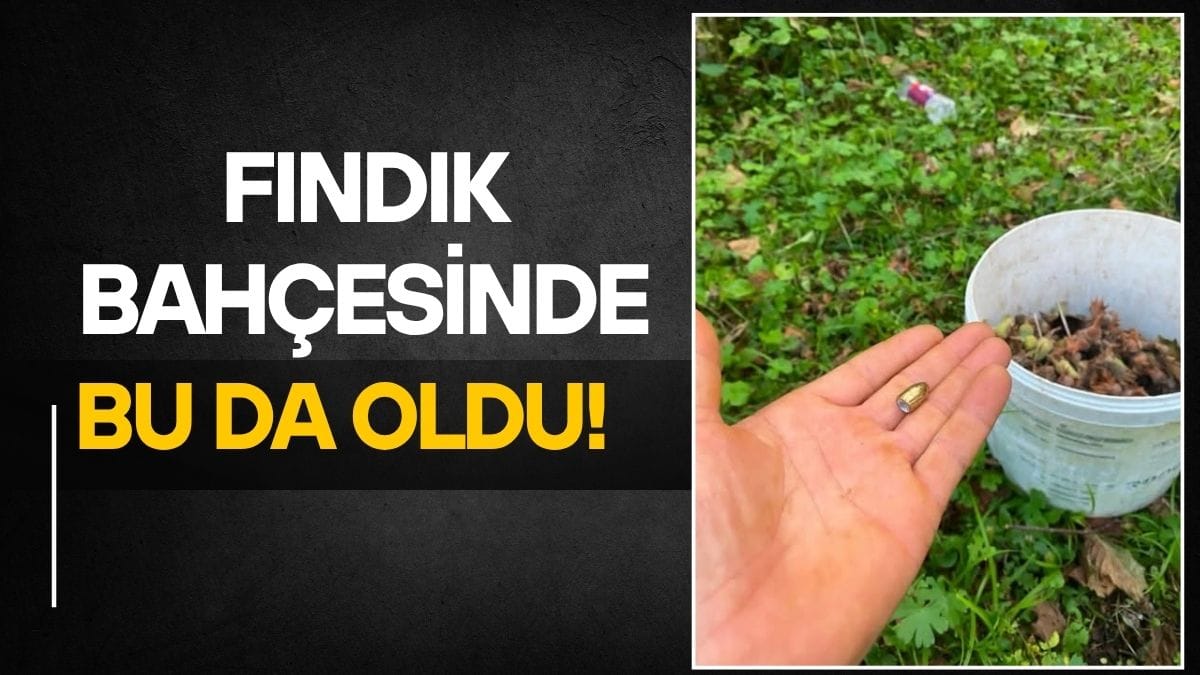 Fındık Hasadında Ölümle Burun Buruna: Bahçelere Yorgun Mermi Yağıyor!