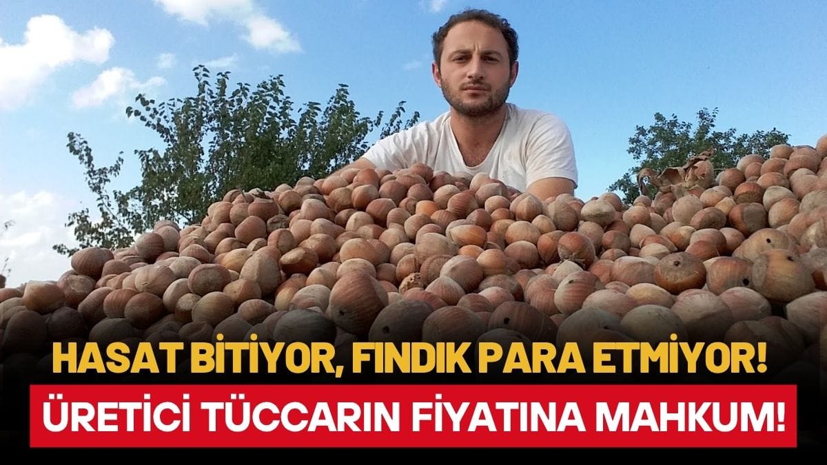 Ordu’da Hasat Bitiyor, Üretici Fiyatı Kendi Belirleyemiyor! Fındık fiyatı 5 Eylül Ordu